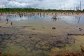 Dead trees sticking out of the swamp Royalty Free Stock Photo