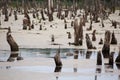 Dead trees sticking out of the swamp Royalty Free Stock Photo