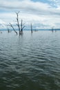 Dead trees sticking out of the water at Lake Kariba Royalty Free Stock Photo