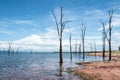 Dead trees sticking out of the water at Lake Kariba Royalty Free Stock Photo