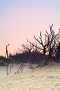 Dead trees at sunrise. Royalty Free Stock Photo