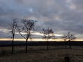 Dead trees at sunset at winter Royalty Free Stock Photo