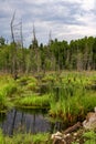 Dead trees in the swamp with dark clouds Royalty Free Stock Photo
