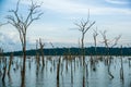 Dead trees in swamp Royalty Free Stock Photo