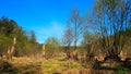 Dead trees Swamp landscape after drought Royalty Free Stock Photo