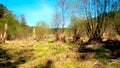 Dead trees Swamp landscape after drought Royalty Free Stock Photo