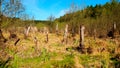 Dead trees Swamp landscape after drought Royalty Free Stock Photo