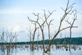 Dead trees in swamp with reflection Royalty Free Stock Photo