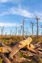 Dead trees in the swamp in the spring season. The concept of environmental pollution