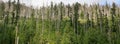 Dead trees in Tatra Mountain, Poland. Old forest. Ecology damaged