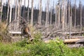 Dead trees in Tatra Mountain, Poland. Old forest. Ecology damaged