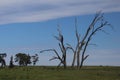 Dead Trees and Their Use Royalty Free Stock Photo