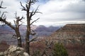 Trees at Grand Canyon Royalty Free Stock Photo