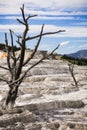 Dead trees on the travertine terraces of Mammoth Hot Springs, Yellowstone National Park Royalty Free Stock Photo