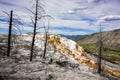 Dead trees on the travertine terraces of Mammoth Hot Springs, Yellowstone National Park Royalty Free Stock Photo