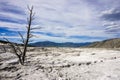 Dead trees on the travertine terraces of Mammoth Hot Springs, Yellowstone National Park Royalty Free Stock Photo