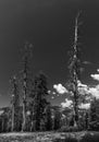 Dead Trees And White Clouds B+W Royalty Free Stock Photo