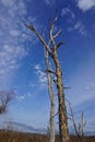 Dead Trees at White Farm, Connecticut Royalty Free Stock Photo