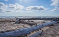 Dead trees on the wild sunny beach Royalty Free Stock Photo