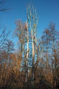 Dead trees in the woods