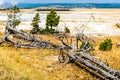 Dead Trees in Yellowstone Landscape Royalty Free Stock Photo