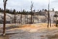 Dead trees in yellowstone