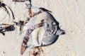 Dead fish on a beach in Madagascar