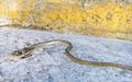 Dead tropical snake run over on the ground Puerto Escondido