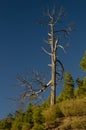 Dead trunk of Canary Island pine Royalty Free Stock Photo