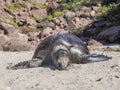 Dead turtle on the beach of baja california