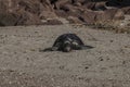 Dead turtle on the beach of baja california