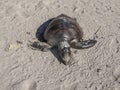 Dead turtle on the beach of baja california
