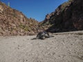 Dead turtle on the beach of baja california