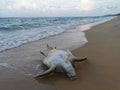 Dead turtle on beach