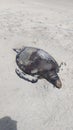 dead turtle on the beach