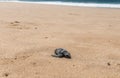 The dead turtle lies on the seashore, did not reach the edge of the sea. Ecology, survival, overcoming.