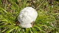 Dead turtle shell in nature