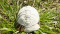 Dead turtle shell in nature Royalty Free Stock Photo