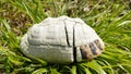 Dead turtle shell in nature