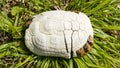 Dead turtle shell in nature Royalty Free Stock Photo