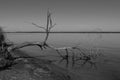 Dead tree on lake shore in black and white Royalty Free Stock Photo