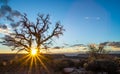 Dead Utah Juniper Royalty Free Stock Photo