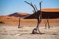 Dead Vachellia erioloba tree in Deadvlei in Namib-Naukluft Park, Namibia,and dunes in the background