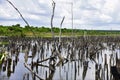 Dead vegetation of Cerrado after construction of dam.