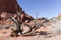 Dead vegetation, Landscape, Arches National Park