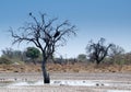 Dead or very dry tree without leaves in the dry season in a national park in Botswana or Namibia, Africa Royalty Free Stock Photo