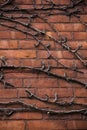 Dead vine on a brick wall