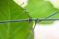 Dead vine piece folded around wire Royalty Free Stock Photo