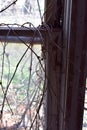 Dead vines on old window