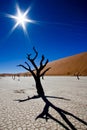 Dead Vlei Royalty Free Stock Photo